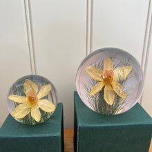 Load image into Gallery viewer, Botanical Daffodil Small Paperweight Made With Real Daffodil