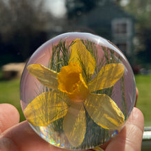 Load image into Gallery viewer, Botanical Daffodil Small Paperweight Made With Real Daffodil