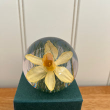 Load image into Gallery viewer, Botanical Daffodil Small Paperweight Made With Real Daffodil
