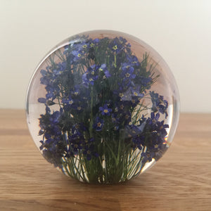 Botanical Forget Me Not Paperweight Made With Real Forget Me Not USA