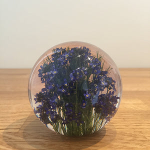 Botanical Forget Me Not Paperweight Made With Real Forget Me Not USA