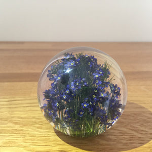 Botanical Forget Me Not Paperweight Made With Real Forget Me Not USA