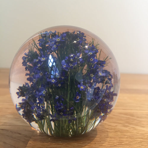 Botanical Forget Me Not Paperweight Made With Real Forget Me Not USA