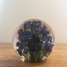 Load image into Gallery viewer, Botanical Forget Me Not Paperweight Made With Real Forget Me Not USA