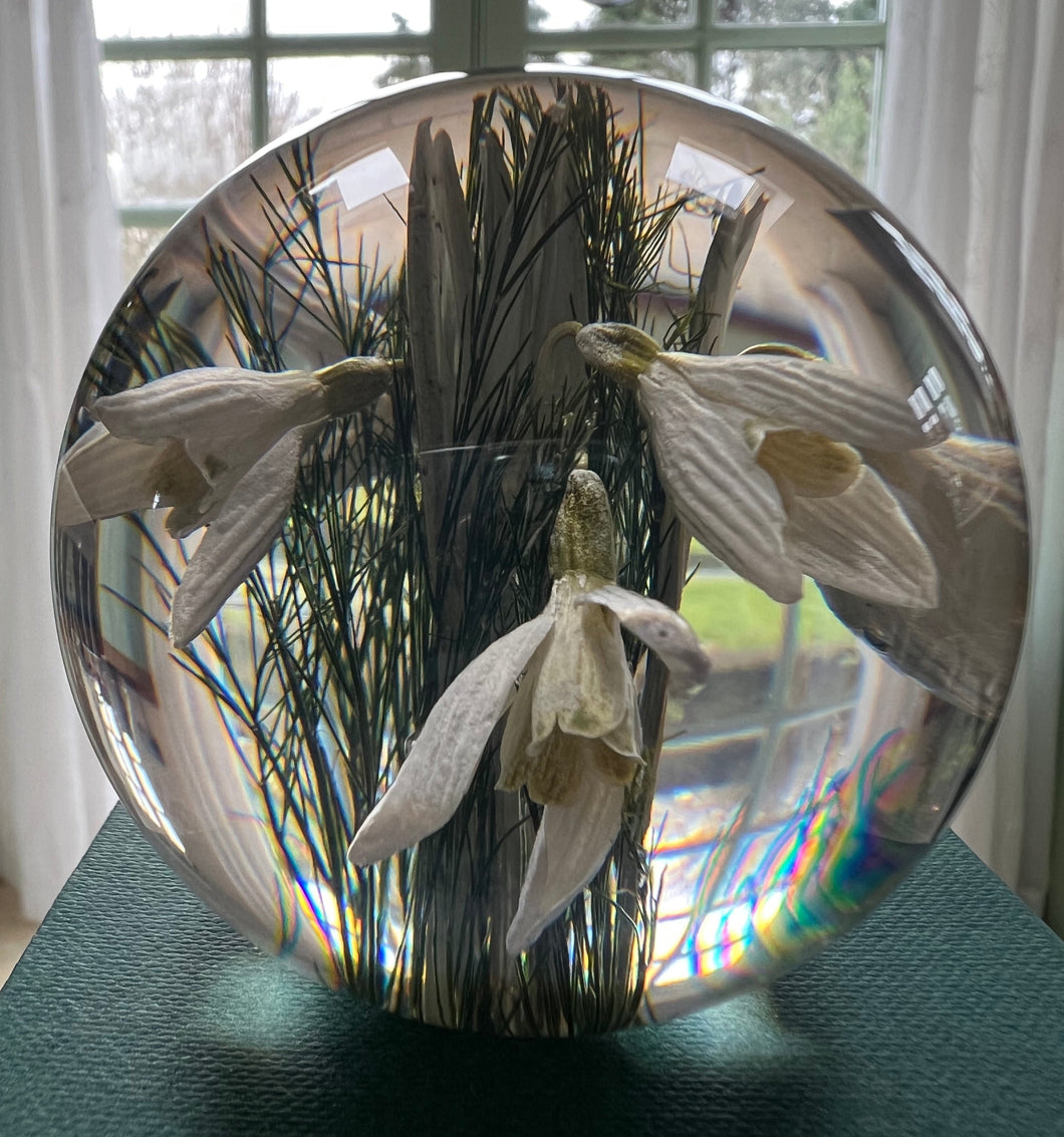 Botanical Snowdrops Large Paperweight Made With Real Snowdrops(For Evelyn)