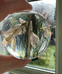 Botanical Snowdrops Large Paperweight Made With Real Snowdrops(For Evelyn)