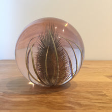 Load image into Gallery viewer, Botanical Teasel Large Paperweight Made With Real Teasel