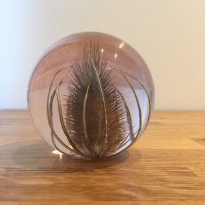 Botanical Teasel Large Paperweight Made With Real Teasel