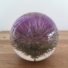 Load image into Gallery viewer, Botanical Thistle Small Paperweight Made With Real Thistle  on