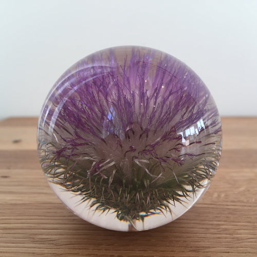 Botanical Thistle Small Paperweight Made With Real Thistle  on