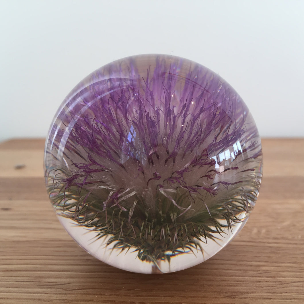 Botanical Thistle Small Paperweight Made With Real Thistle  on