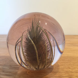 Botanical Teasel Large Paperweight Made With Real Teasel