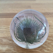 Load image into Gallery viewer, Botanical Teasel Small Paperweight Made With Real Teasel