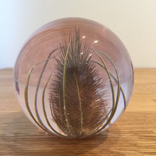 Load image into Gallery viewer, Botanical Teasel Large Paperweight Made With Real Teasel