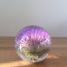 Load image into Gallery viewer, Botanical Thistle Small Paperweight Made With Real Thistle  on