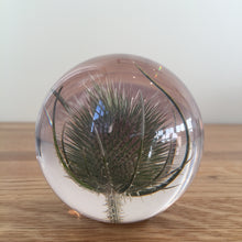 Load image into Gallery viewer, Botanical Teasel Small Paperweight Made With Real Teasel