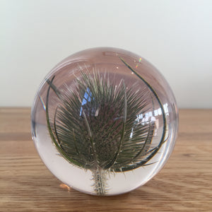 Botanical Teasel Small Paperweight Made With Real Teasel