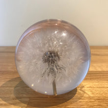 Load image into Gallery viewer, Botanical Dandelion Large Paperweight Made With Real Dandelion