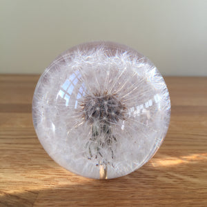 Botanical Dandelion Small Paperweight Made With Real Dandelion
