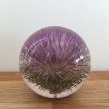 Load image into Gallery viewer, Botanical Thistle Small Paperweight Made With Real Thistle  on