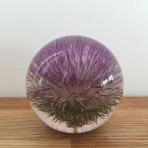 Botanical Thistle Small Paperweight Made With Real Thistle  on