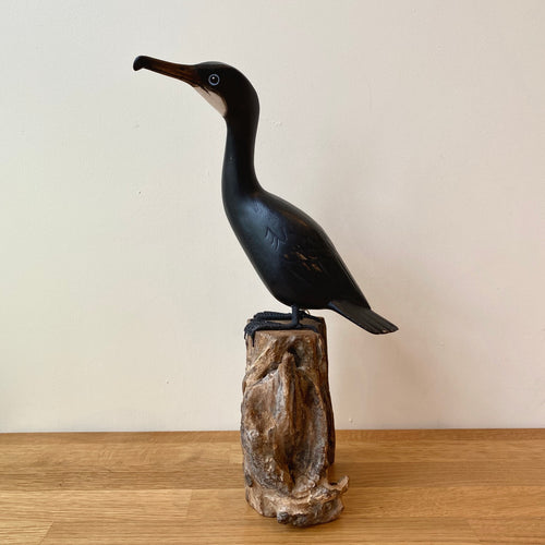 Archipelago Cormorant