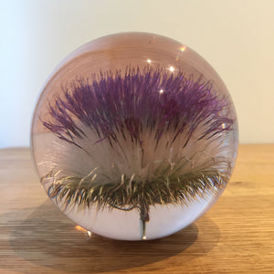Botanical Thistle Large Paperweight Made With Real Thistle