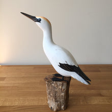Load image into Gallery viewer, Archipelago Gannet Looking Up Wood Carving