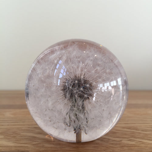 Botanical Dandelion Small Paperweight Made With Real Dandelion