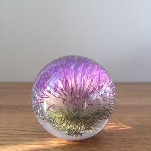 Botanical Thistle Small Paperweight Made With Real Thistle  on