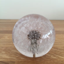 Load image into Gallery viewer, Botanical Dandelion Small Paperweight Made With Real Dandelion