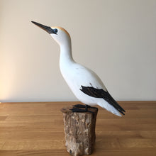 Load image into Gallery viewer, Archipelago Gannet Looking Up Wood Carving