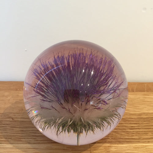Botanical Thistle Large Paperweight Made With Real Thistle