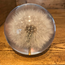 Load image into Gallery viewer, Botanical Dandelion Large Paperweight Made With Real Dandelion