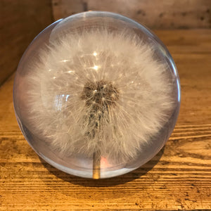 Botanical Dandelion Large Paperweight Made With Real Dandelion