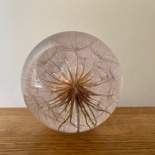 Botanical Goatsbeard Large Paperweight Made With Real Goatsbeard