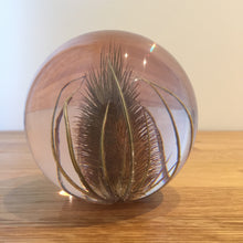 Load image into Gallery viewer, Botanical Teasel Large Paperweight Made With Real Teasel