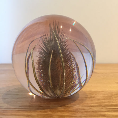 Botanical Teasel Large Paperweight Made With Real Teasel