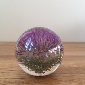 Botanical Thistle Small Paperweight Made With Real Thistle  on
