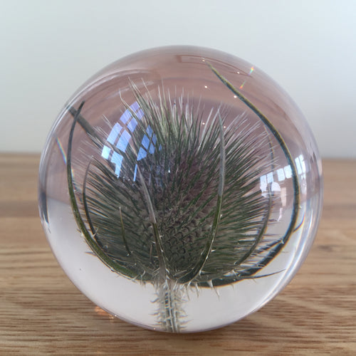 Botanical Teasel Small Paperweight Made With Real Teasel