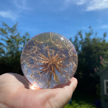 Load image into Gallery viewer, Botanical Goatsbeard Large Paperweight Made With Real Goatsbeard