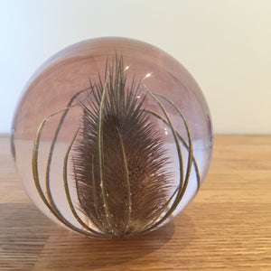 Botanical Teasel Large Paperweight Made With Real Teasel
