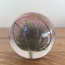 Load image into Gallery viewer, Botanical Teasel Small Paperweight Made With Real Teasel