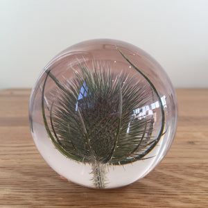 Botanical Teasel Small Paperweight Made With Real Teasel