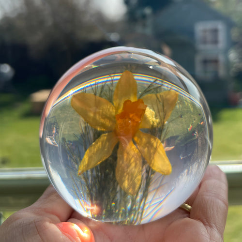Botanical Daffodil Large Paperweight Made With Real Daffodil