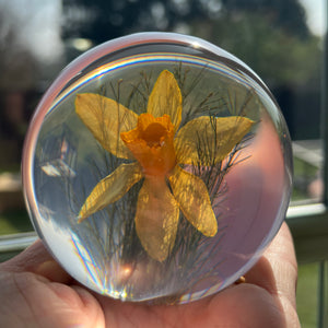 Botanical Daffodil Large Paperweight Made With Real Daffodil