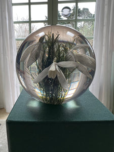 Botanical Snowdrops Small Paperweight Made With Real Snowdrops