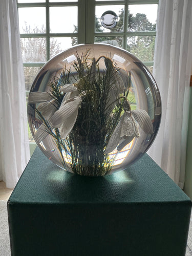 Botanical Snowdrops Small Paperweight Made With Real Snowdrops
