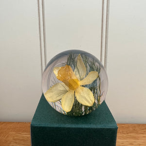 Botanical Daffodil Small Paperweight Made With Real Daffodil