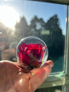 Botanical Red Rose Paperweight Made With Real Rose